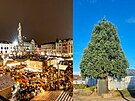 Olomouckm vnonm stromem bude letos na Hornm nmst sekvojovec obrovsk,...