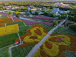 Kv�tinová pole v národním lesoparku San-tchaj-�an v �ínské m�stské prefektu�e...