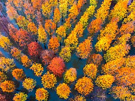 Letecký snímek sekvojových les� u �ínského jezera Chung-ce-chu v m�stské...