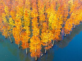 Letecký snímek sekvojových les� u �ínského jezera Chung-ce-chu v m�stské...