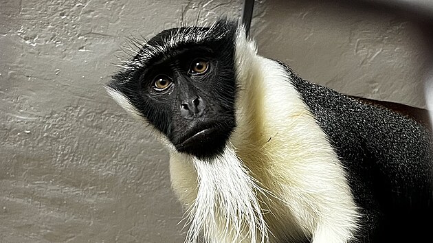 V expozici, kter vznikla na mst nkdejho Babiina dvoreku, se usadili...