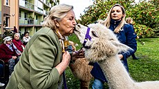 S alpaí tykou Alena Saladiaková navtvuje domov pro seniory, nemocnici i...