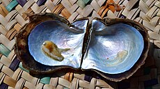 Kultivované perly vznikají po zásahu lovka, ím se lií od skuten...