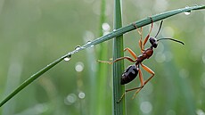 Jediným cílem mravence je, aby jej p�e�výkavci p�i pastv� slupli jako malinu.