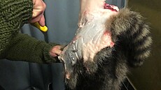 Lovec a prodejce uzenin Michael Reiss vyrábí uzeniny z mýval�. (9. listopadu...