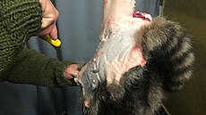 Lovec a prodejce uzenin Michael Reiss vyrábí uzeniny z mýval�. (9. listopadu...