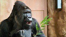 Samec Richard si uívá klid, jaký má v ist samí skupin.