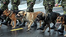 Psi z�ejm� krok na most� ru�it nemusejí...