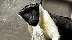 V expozici, která vznikla na míst� n�kdej�ího Babi��ina dvore�ku, se usadili...