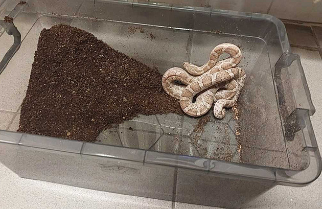 Do popelnice v Pardubicích n�kdo vhodil terárium i s hadem.
