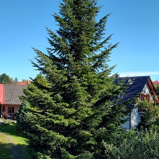 Letoní vánoní strom, který ozdobí Havlíkovo námstí v Havlíkov Brod,...