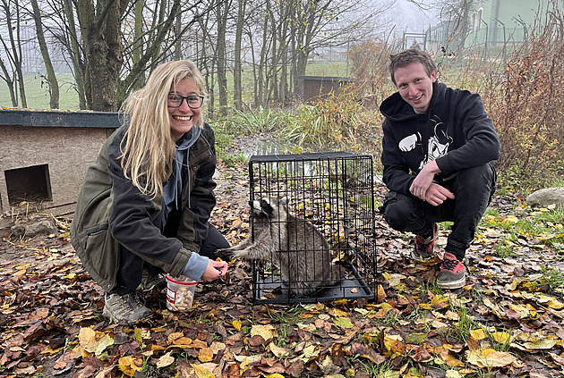 Zachrnnou samici mvala severnho od Tome Prchala pevzala vedouc oetovatelka tborsk zoo Eva Nemravov.
