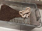 Do popelnice v Pardubic�ch n�kdo vhodil ter�rium i s hadem.
