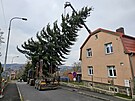 Jedle z Doub bude symbolem Vnoc ped karlovarskm Thermalem. (16.11.2024)
