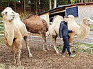 tpn Vlek na sv farm, kde chov velbloudy a lamy.