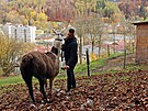 tpn Vlek na sv farm, kde chov velbloudy a lamy.