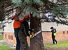 Vnon strom pro Plze. Tentokrt rostl pmo v Plzni, na Doubravce. (11....