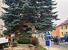 Plzeskm vnonm stromem je stbrn varianta smrku pichlavho. V Doubravce...