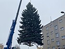 Vnon strom rozsvt na nmst Republiky 1. prosince primtor Roman Zarzyck...