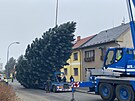 Vnon strom rozsvt na nmst Republiky 1. prosince primtor Roman Zarzyck...