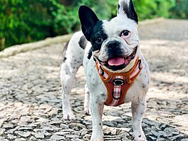 Desetiletá Buggy, ná� francouzský buldo�ek.