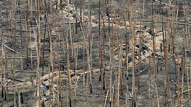 Ukrajinsk� jednotky v rozst��len�ch borovicov�ch les�ch Serebrjansk� p��rodn� rezervace nedaleko m�sta Kreminna (10. listopadu 2024)