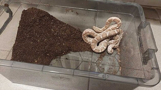 Do popelnice v Pardubic�ch n�kdo vhodil ter�rium i s hadem.