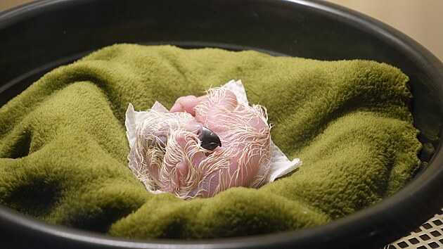 Mld orla opiho (11. listopadu 2024)