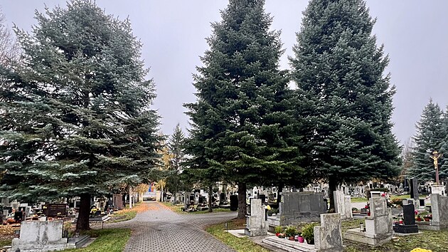 Pokcen a nsledn vyuit jako vnon m bt strom uprosted.