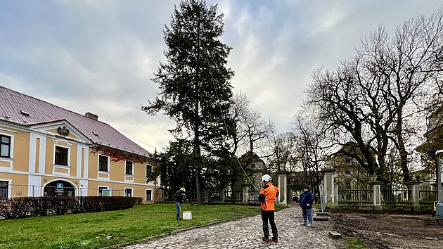 V Postoloprtech na Lounsku pokceli jedli, kterou tu destky let zdobili jako vnon strom. (14. listopadu 2024)