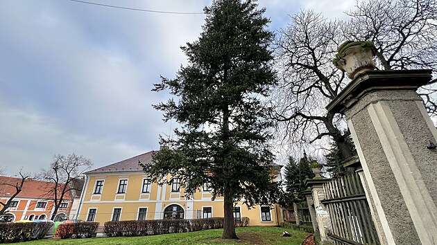 V Postoloprtech na Lounsku pokceli jedli, kterou tu destky let zdobili jako vnon strom. (14. listopadu 2024)
