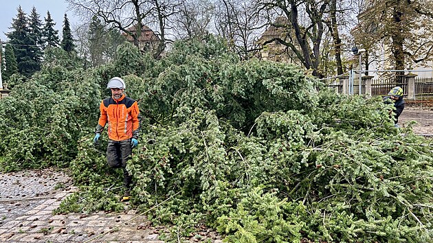 V Postoloprtech na Lounsku pokceli jedli, kterou tu destky let zdobili jako vnon strom. (14. listopadu 2024)