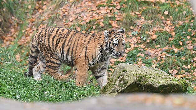Ptilet tygici Samb se ve zlnsk zoo v kvtnu narodilo mld. Chovatele mimo tilo, e zstupce kriticky ohroenho druhu ml bezproblmov vstup do ivota. To se vak zmnilo a v jednu chvli dokonce hrozilo, e zoo o malho tygra pijde. Dnes je vak v pln sle a nvtvnci u jej mohou vidt ve venkovn expozici. (listopad 2024)