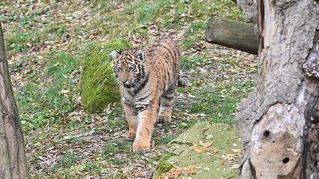 Ptilet tygici Samb se ve zlnsk zoo v kvtnu narodilo mld. Chovatele mimo tilo, e zstupce kriticky ohroenho druhu ml bezproblmov vstup do ivota. To se vak zmnilo a v jednu chvli dokonce hrozilo, e zoo o malho tygra pijde. Dnes je vak v pln sle a nvtvnci u jej mohou vidt ve venkovn expozici. (listopad 2024)