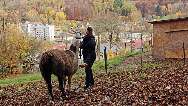 tpn Vlek na sv farm, kde chov velbloudy a lamy.