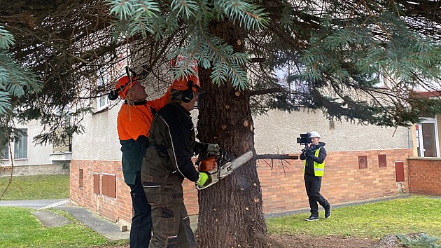 Vnon strom pro Plze. Tentokrt rostl pmo v Plzni, na Doubravce. (11. listopadu 2024)