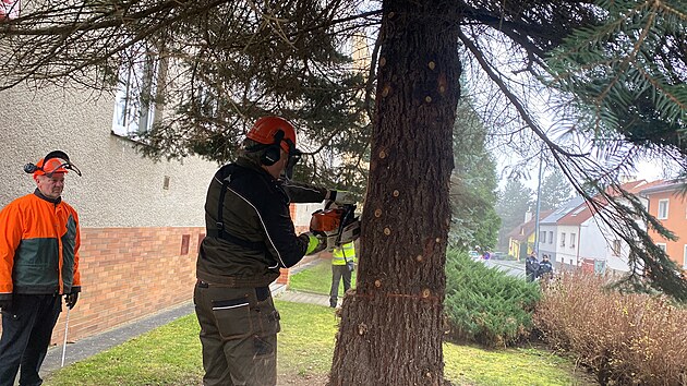 Vnon strom pro Plze. Tentokrt rostl pmo v Plzni, na Doubravce. (11. listopadu 2024)