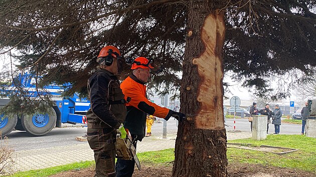 Vnon strom pro Plze. Tentokrt rostl pmo v Plzni, na Doubravce. (11. listopadu 2024)