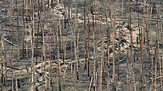 Ukrajinské jednotky v rozst�ílených borovicových lesích Serebrjanské p�írodní...