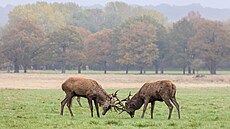 Podle vládního úadu, který se stará o veejné lesy, je nyní v Anglii více kus...