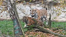 Ptileté tygici Samb se ve zlínské zoo v kvtnu narodilo mlád. Chovatele...