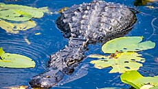 Národní les Ocala je jednou z posledních �divo�in� na Florid�. Dá se jím...