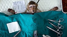 Mlád makaka dlouhoocasého leí pod sedativy, zatímco veterinái provádjí...