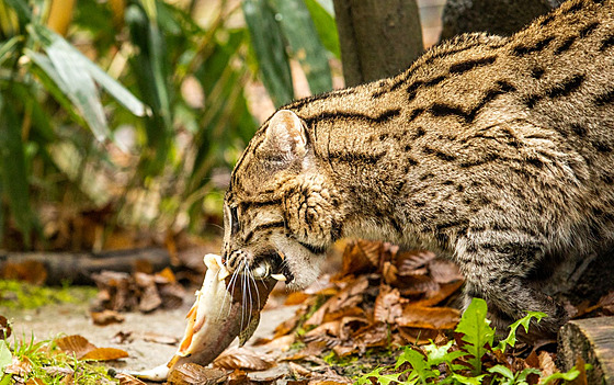 Ko�ka rybá�ská, úsp�n� chovaná v ostravské zoologické zahrad� (22. listopadu...