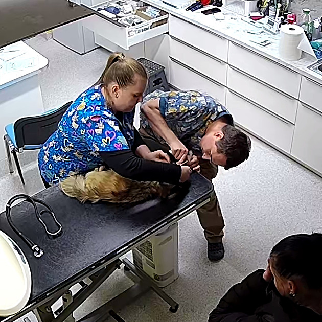Snímek zachycuje úvod veterinárního oetení ivavy pi píjmu, kdy veteriná...