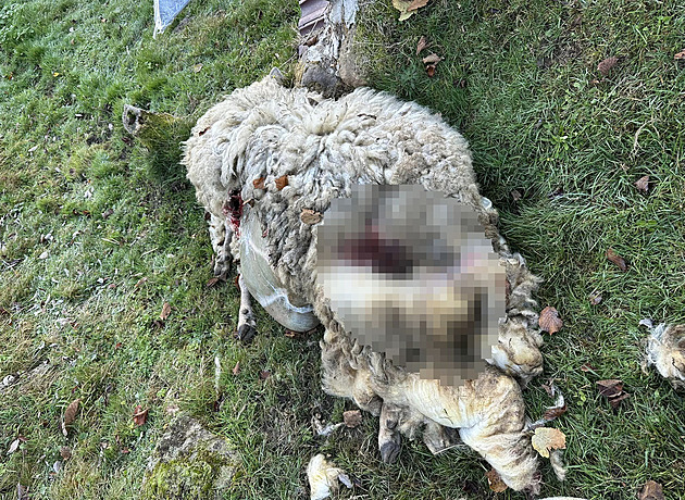 Starostovi Brnit vlci zdecimovali stádo ovcí.