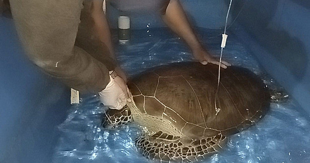 Veterinární pée o zrannou moskou elvu (23. listopadu 2024)