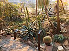 V teplick botanick zahrad zanaj kvst nejvt agve svta. (listopad...