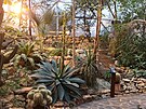 V teplick botanick zahrad zanaj kvst nejvt agve svta. (listopad...