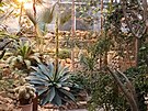 V teplick botanick zahrad zanaj kvst nejvt agve svta. (listopad...